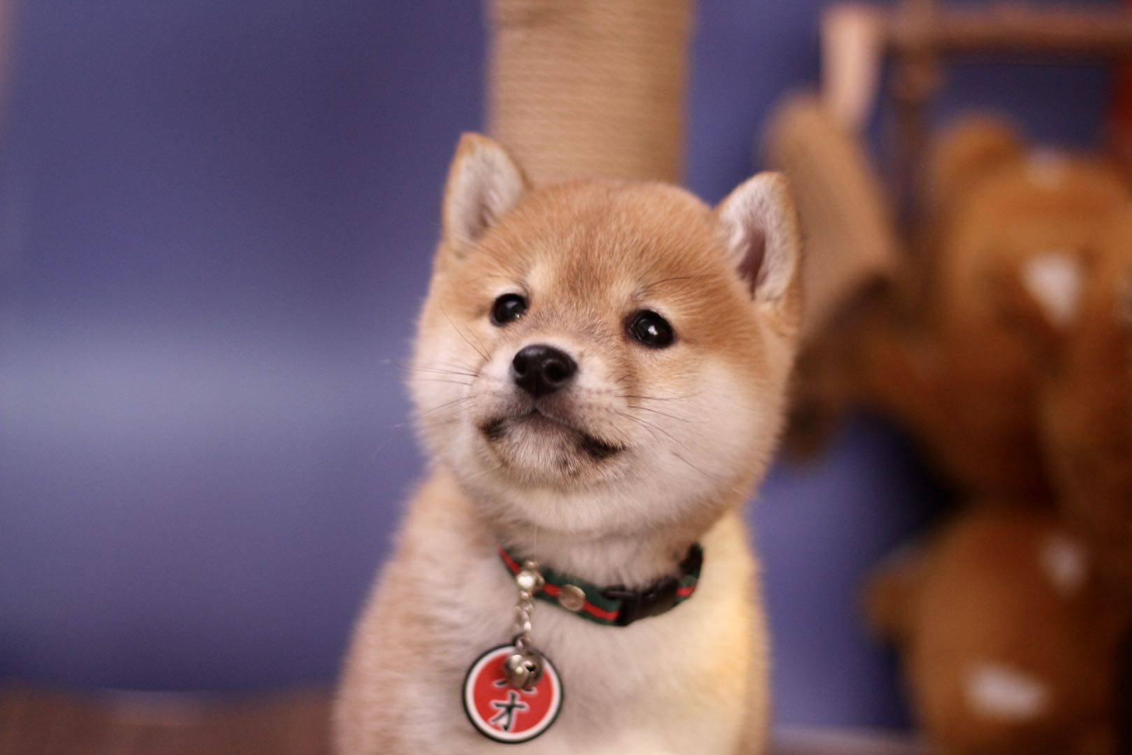 养柴犬对主人的危害,老凡尔赛了!