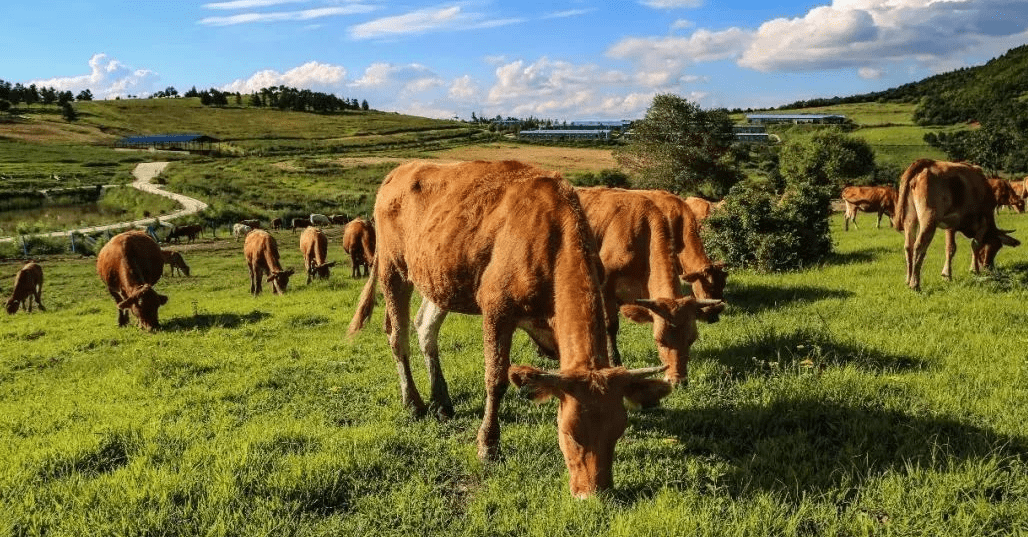 搜狐延边延边好物犇福牛肉牛气冲天