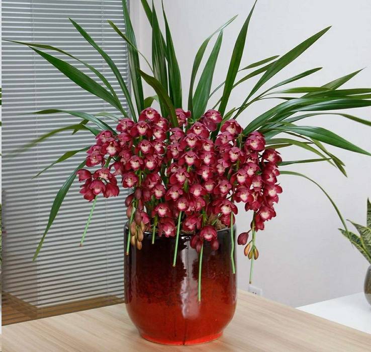 如果花盆比较深,则需要将花盆底部垫一下,让大花蕙兰的原盆盆口略低于