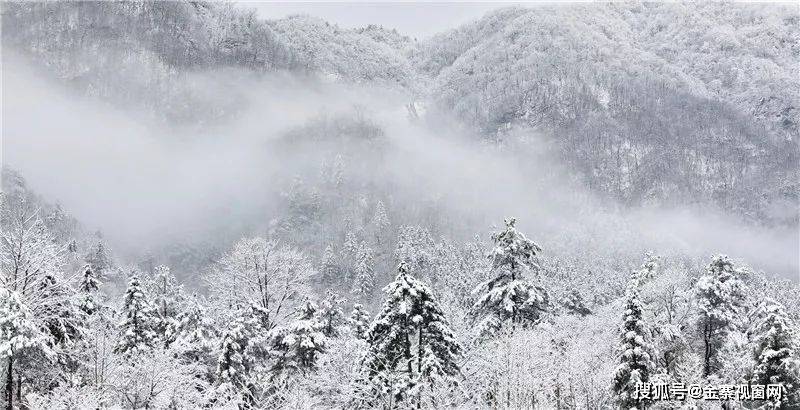 冬雪落在金寨千年古树林里……