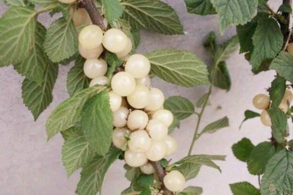 原创这种水果很罕见被誉为白珍珠80一斤有时都抢不上