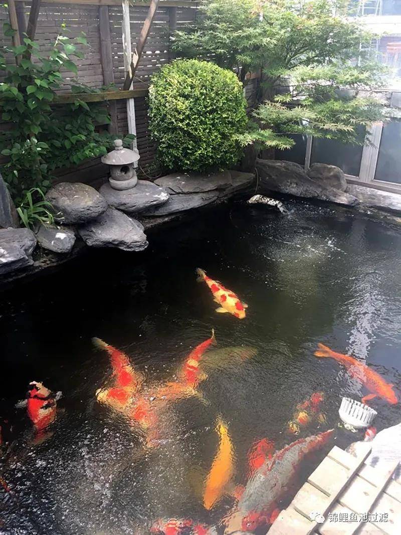 不会拍照的鱼友不是合格的锦鲤玩家