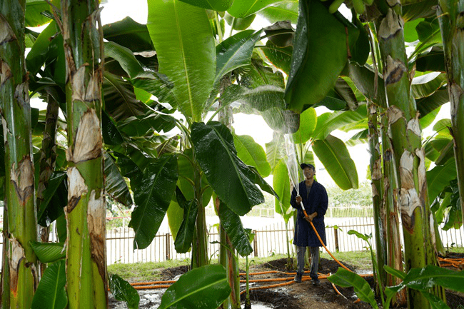 【村宝网】钙肥对香蕉种植的重要性,需求量有多大?