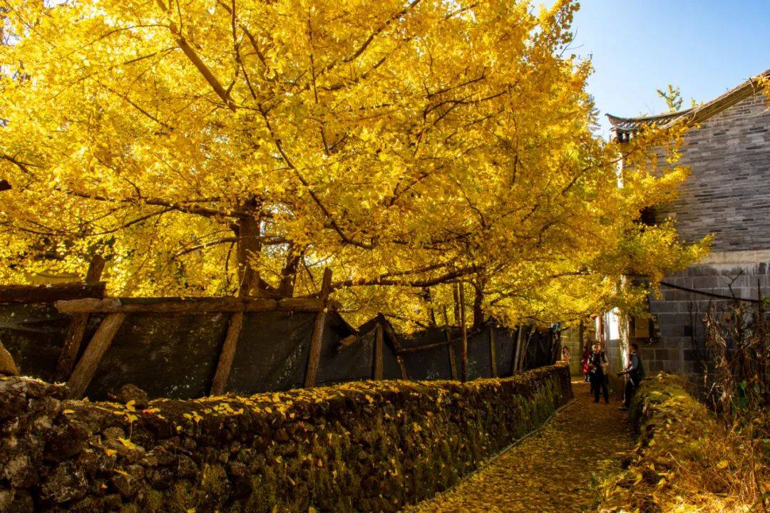 原创辞旧迎新,重温云南腾冲银杏村2020的经典瞬间,展望2021