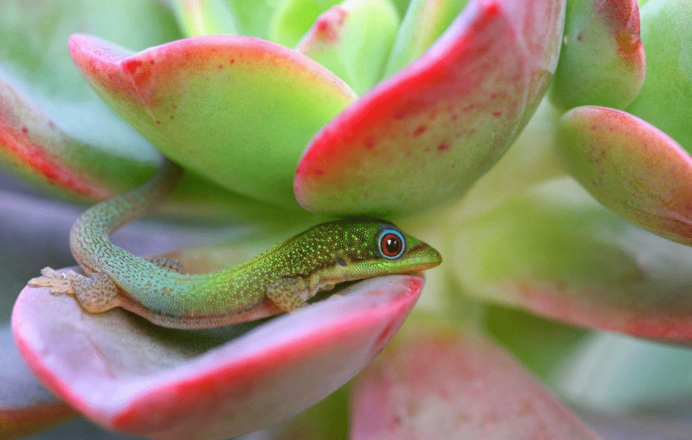 蜘蛛之所以代表好运,主要在于蜘蛛有一个别名叫"蟢子",蟢与喜谐音,故