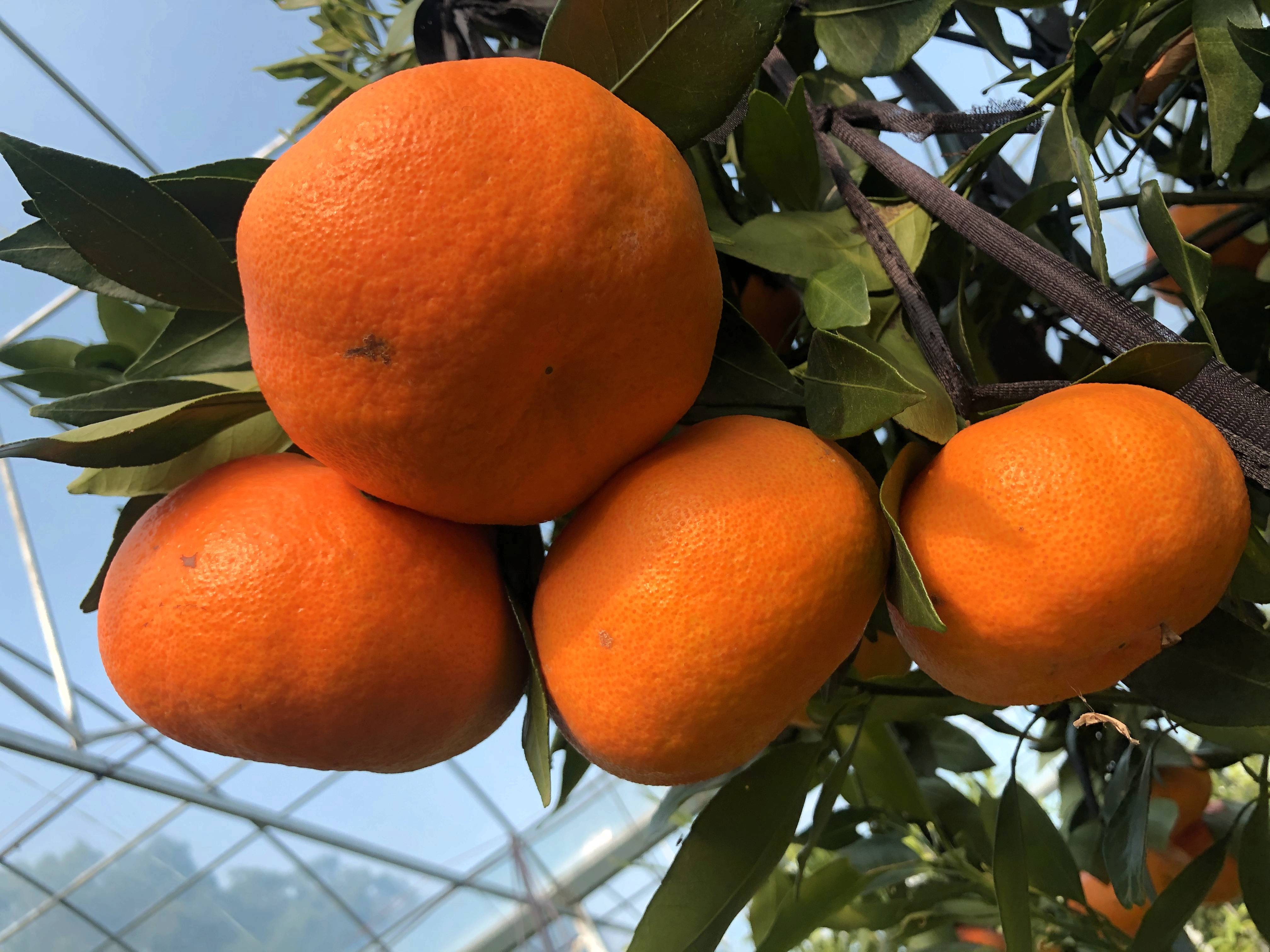 湖南省委书记许达哲莅临"湘赣红"展会考察"湘南红柑橘"