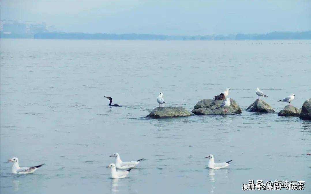 深圳地铁9号线邀你观鸟看海，万只候鸟回到深圳湾