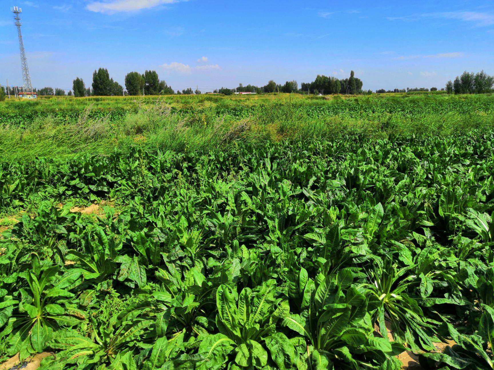 菊苣,既可以供人食用的绿色蔬菜,又深受家禽喜食的牧草