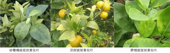 柑橘黄龙病的防治要注意哪些事项(柑橘的黄龙病有什么药物可治)