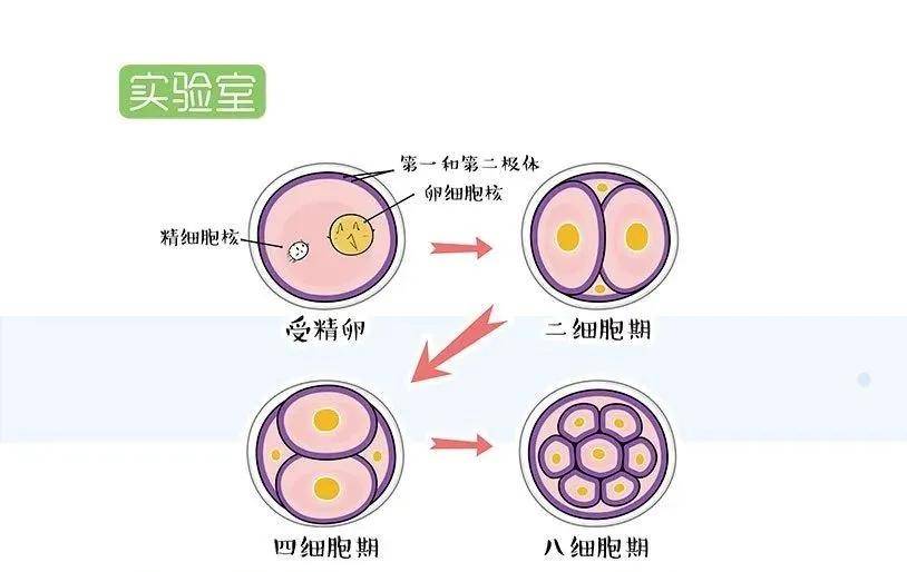 收藏这份"试管秘籍",试管周期不迷路!