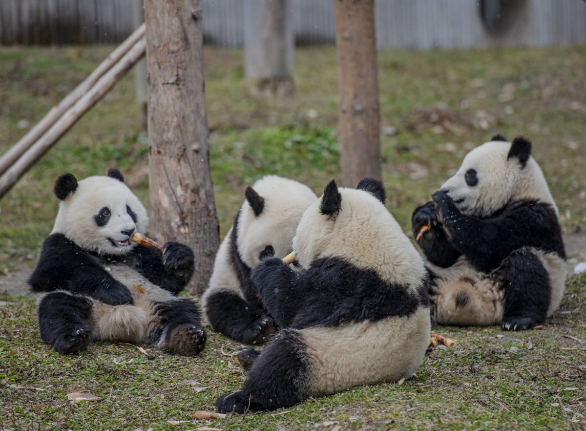 四川卧龙:寒冬腊月熊猫欢 树杈上思考"熊"生