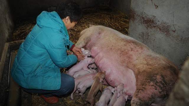 1月8日猪价突变,有人慌了,有人却暗暗叫好,背后原因看不懂?_养猪户