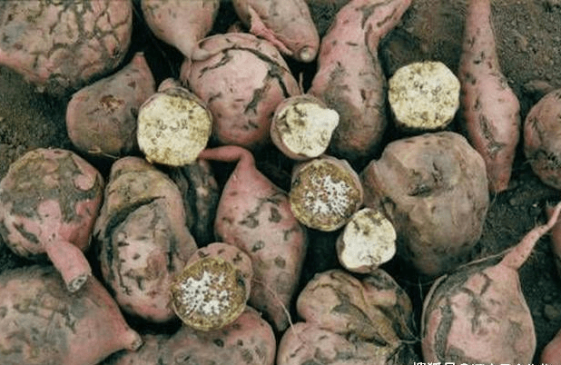 红薯根结线虫病用什么药防控怎么治红薯得了根结线虫就用八号线