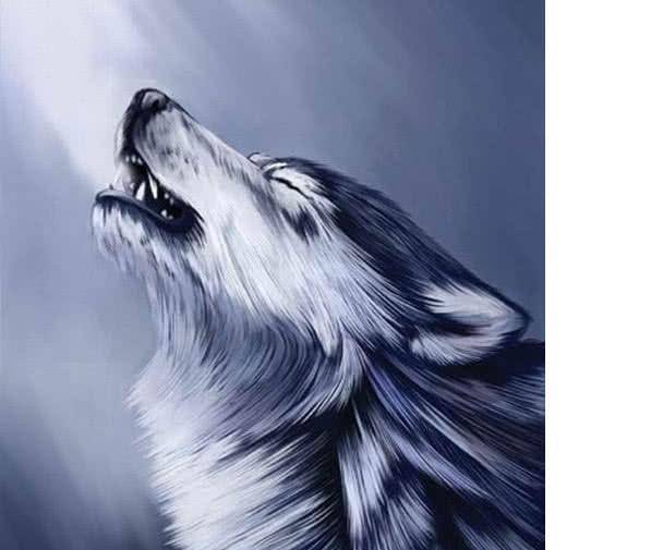 俗语: "狼走千里吃肉", 男人要想成大事, 就得有这5点"狼性"