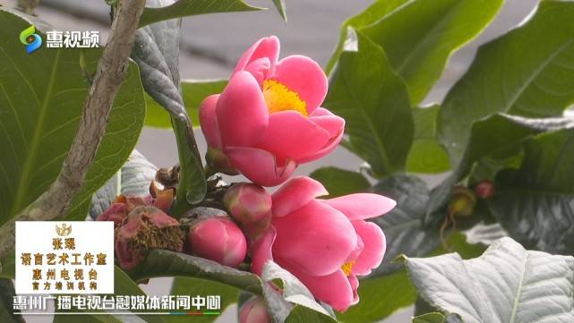 周末赏花——惠阳百亩茶花竞相开放，八十多个珍稀品种供欣赏