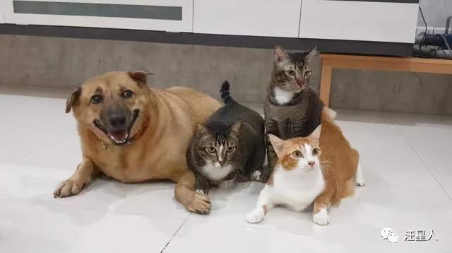 捡了三只奶猫让狗狗带大,可四年后,铲屎官后悔了.