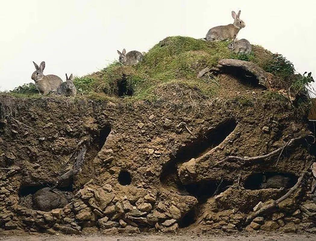 兔子洞穴11.数码相机10.人类心脏9.曲棍球头盔8.美洲野牛7.路虎车6.