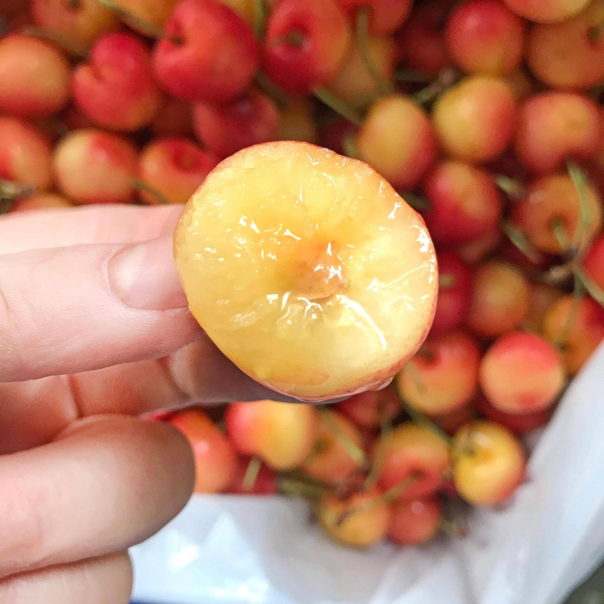 金色美味--雷尼尔rainier