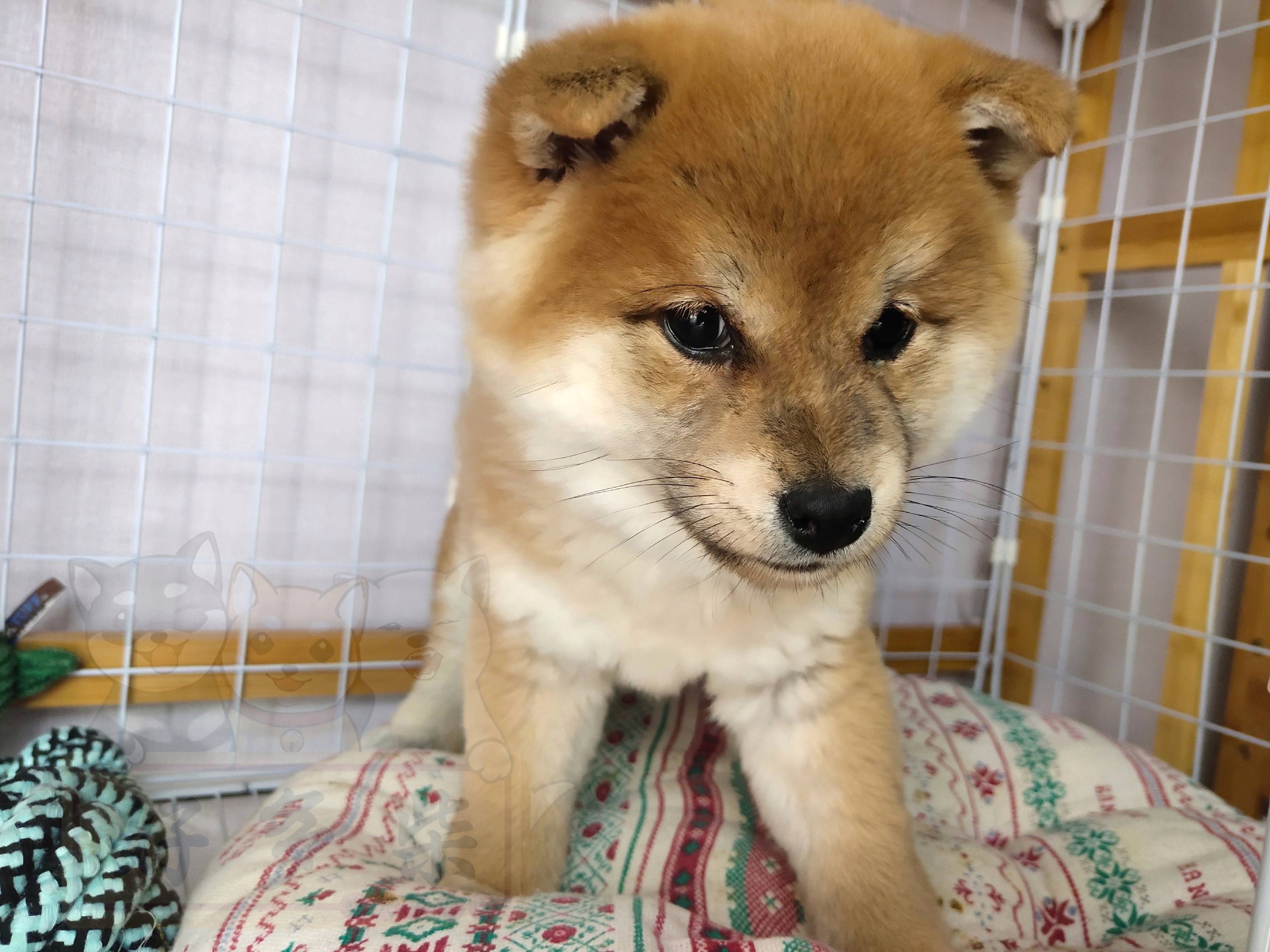 它是選取柴犬裡面天生體型較小的和體型較小的進行繁殖,經過三四代來