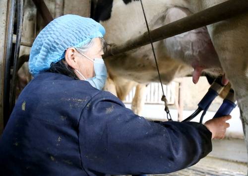 沧州肃宁:青贮窑里积累出奶牛养殖经验_王占辉