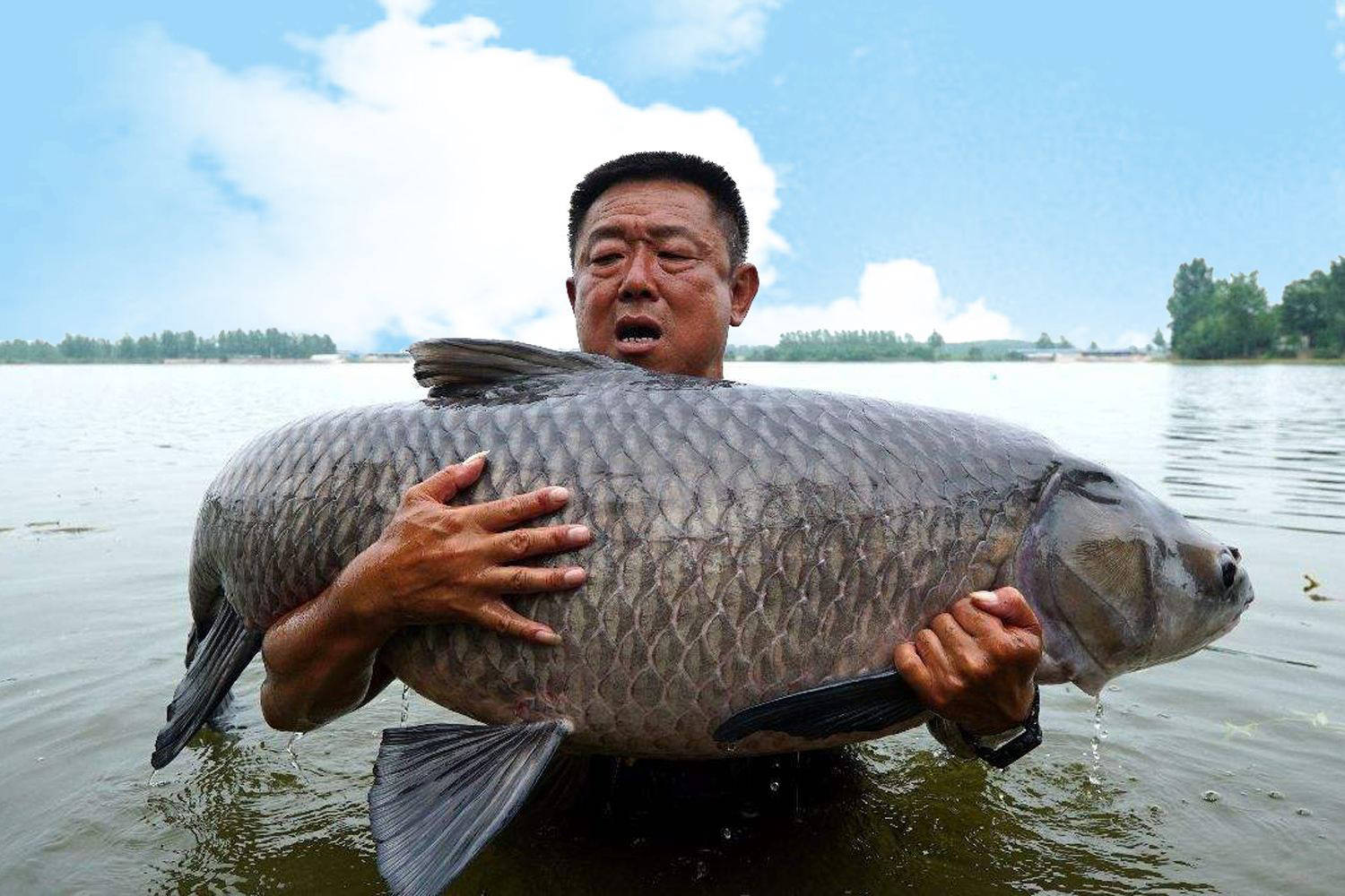 钓青鱼怎样泡窝料?钓青鱼的窝料分析_青环