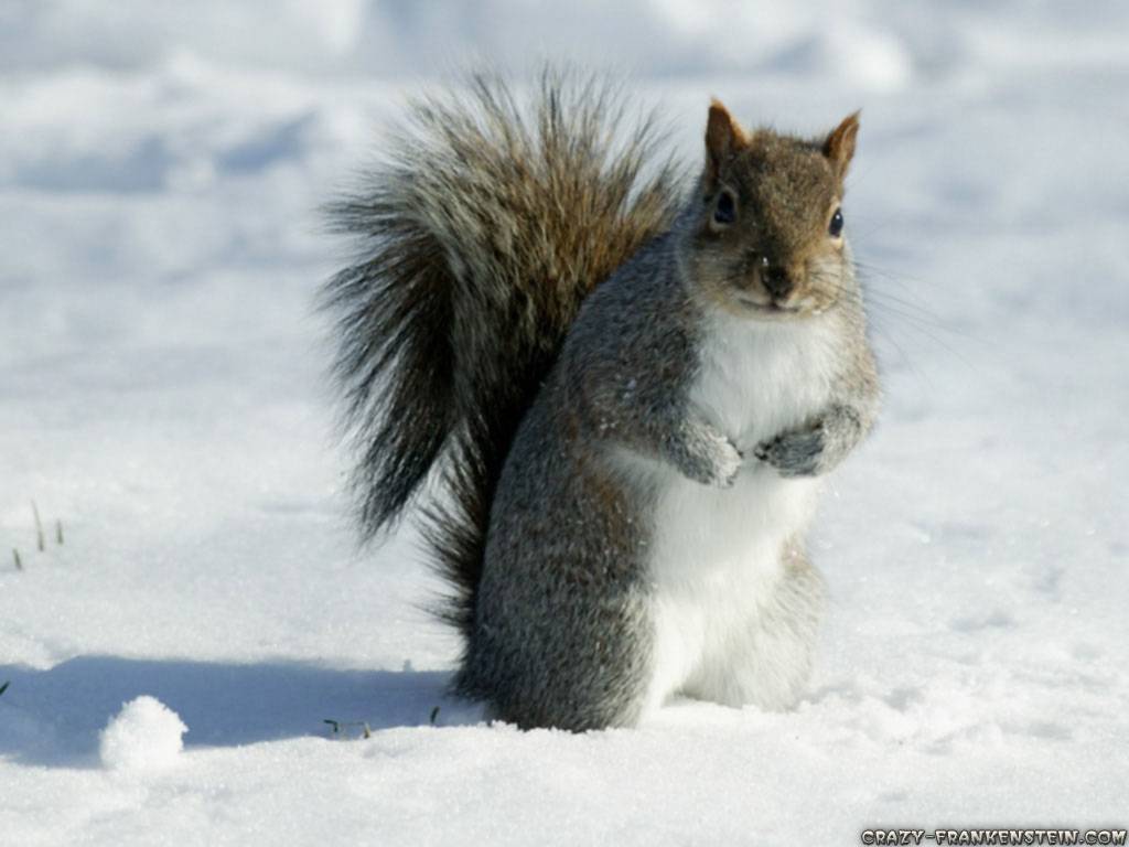 原創動物世界的冰雪時光