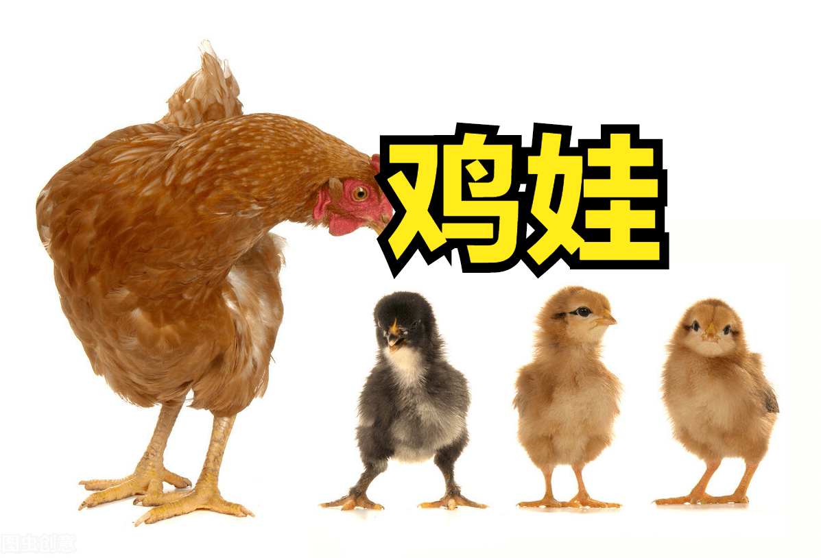 鸡娃?鸡学习习惯比鸡学习内容更重要