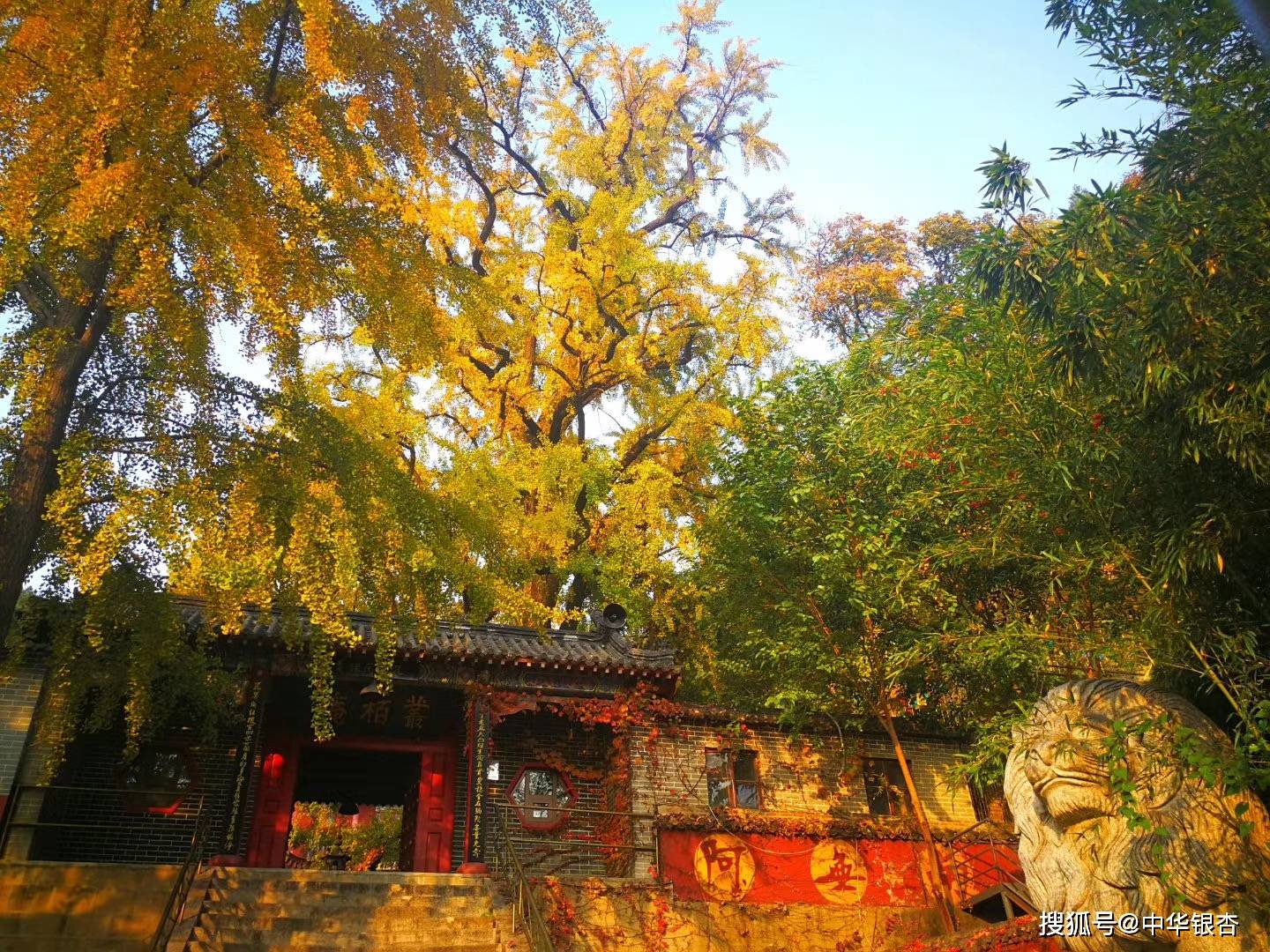 三九忆秋:著名银杏画家忆君寻访山东丛柏庵千年古银杏