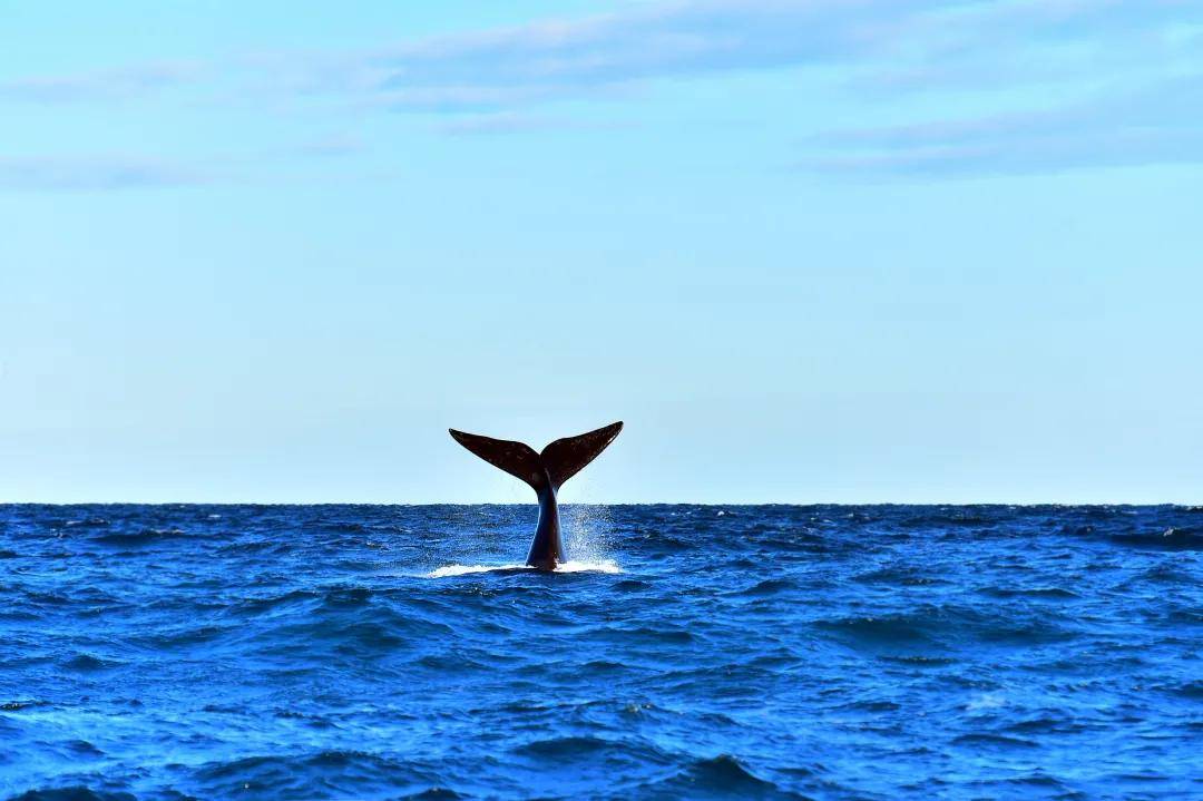 展览介绍0000ff海洋环保主题艺术展览