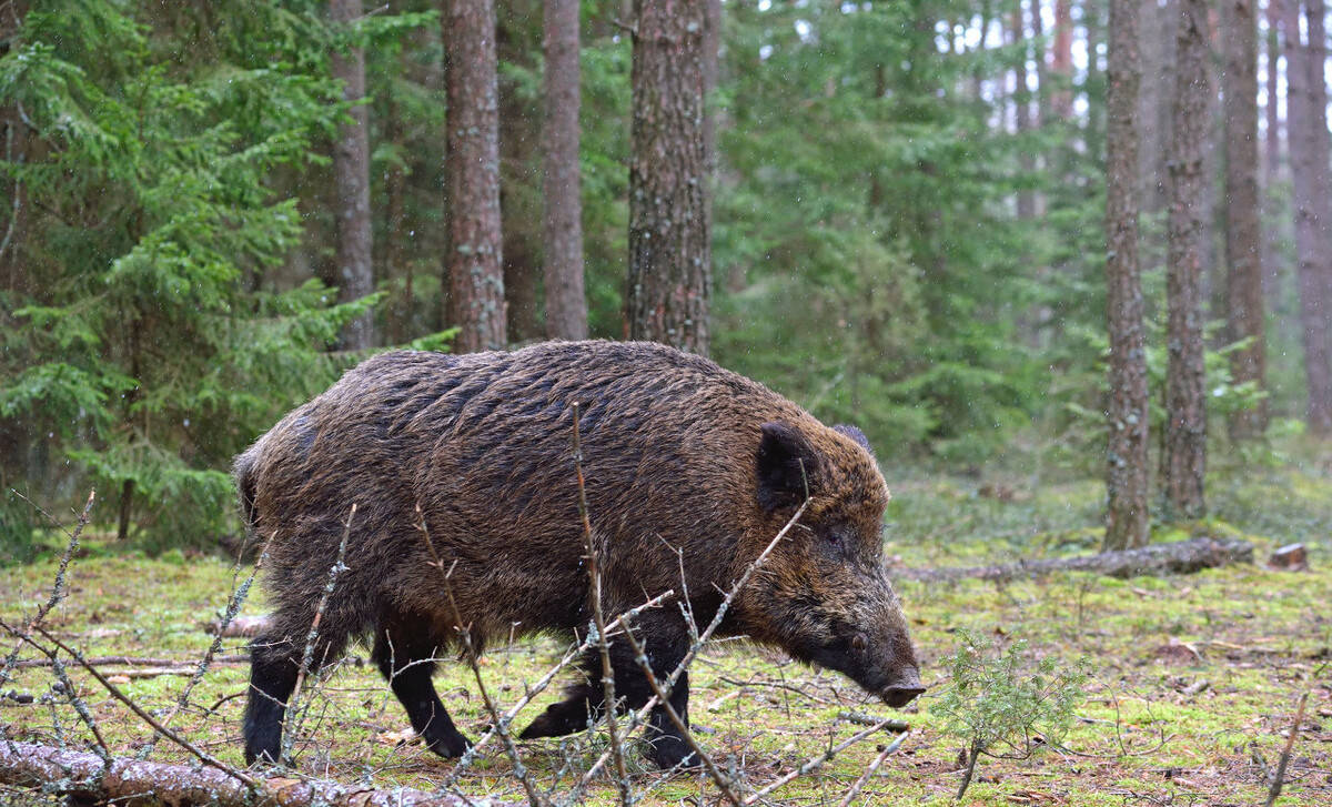 原创农村"新四害"频出,村民想对策绞尽脑汁,它们具体是什么?