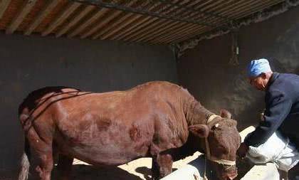 俗语卖牛别卖绳卖房别卖门啥意思有何讲究