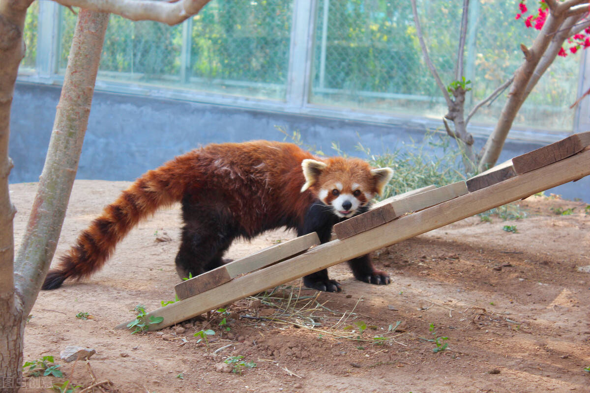 安徽的年会一日游策划！宿州野生动物园不来玩玩吗？