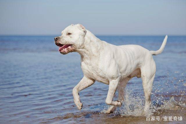 5种世界顶级猎犬,中国名犬跻身豪强,其中一种犬可以大小通吃