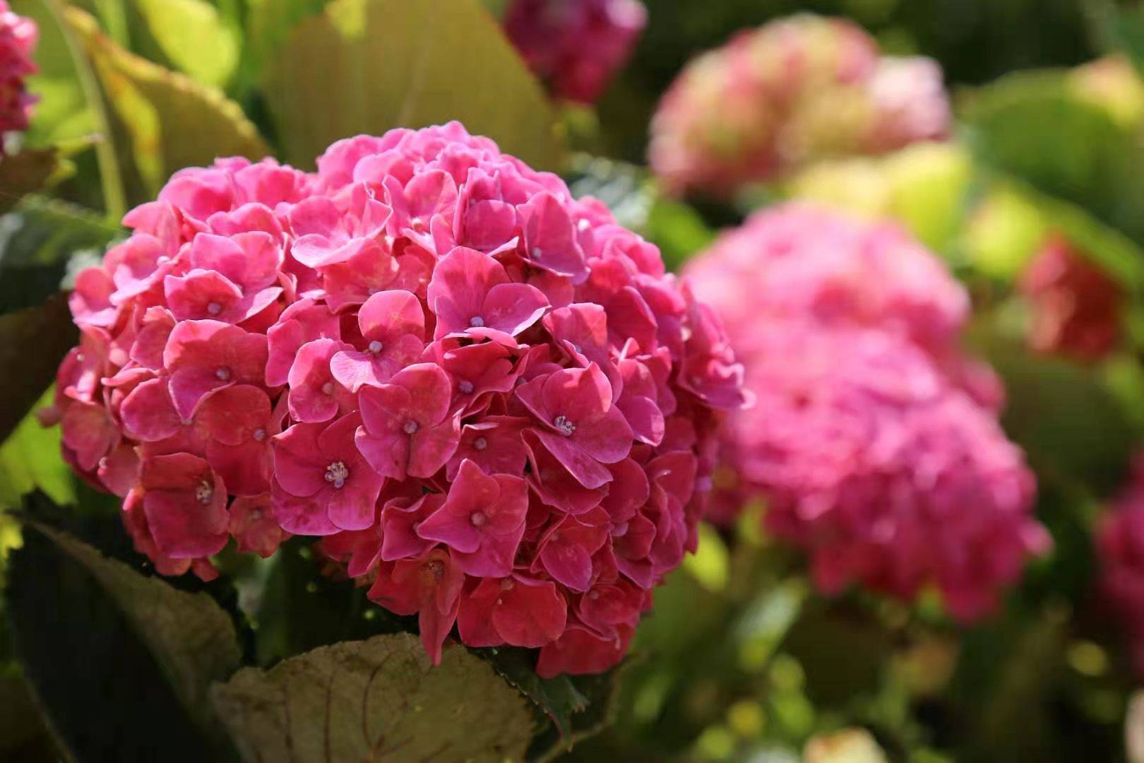 从古至今绣球花一直是吉祥喜庆的象征