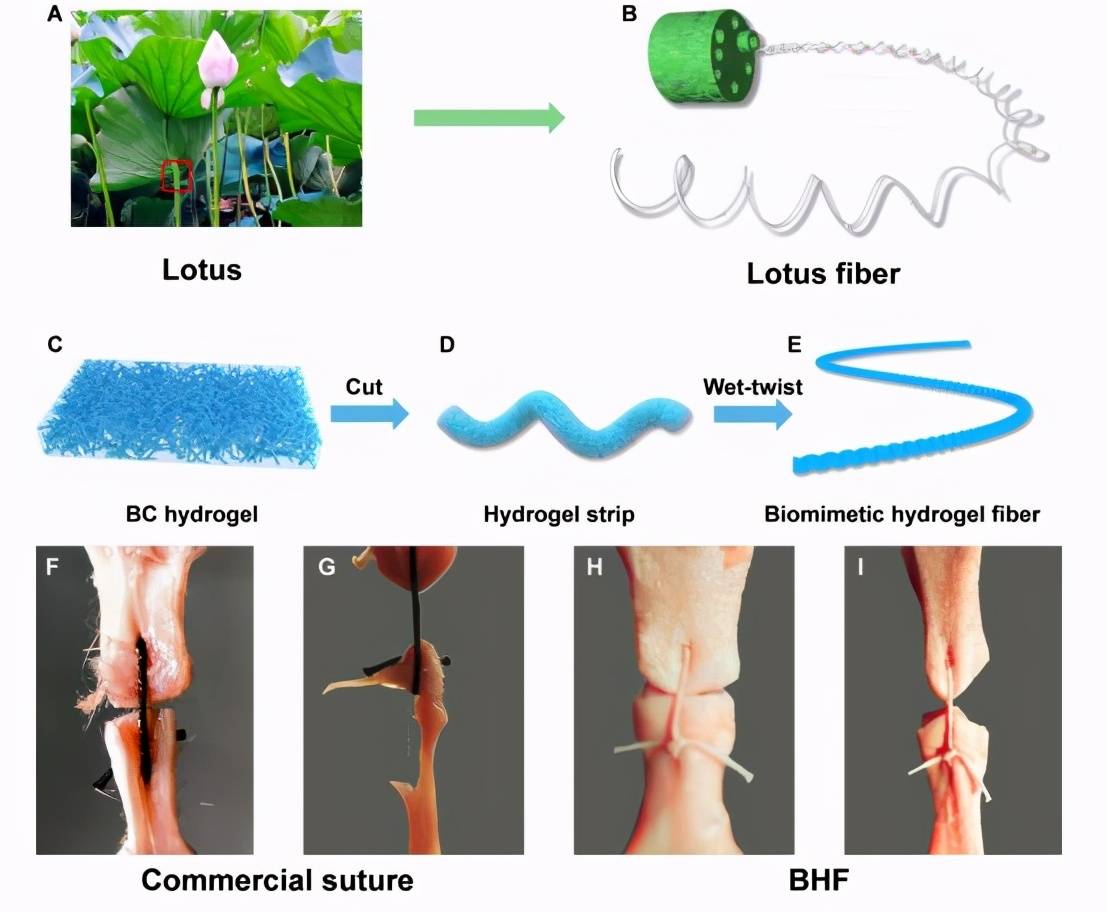 研究人员将细菌纤维素(bc)水凝胶加工成具有仿莲丝
