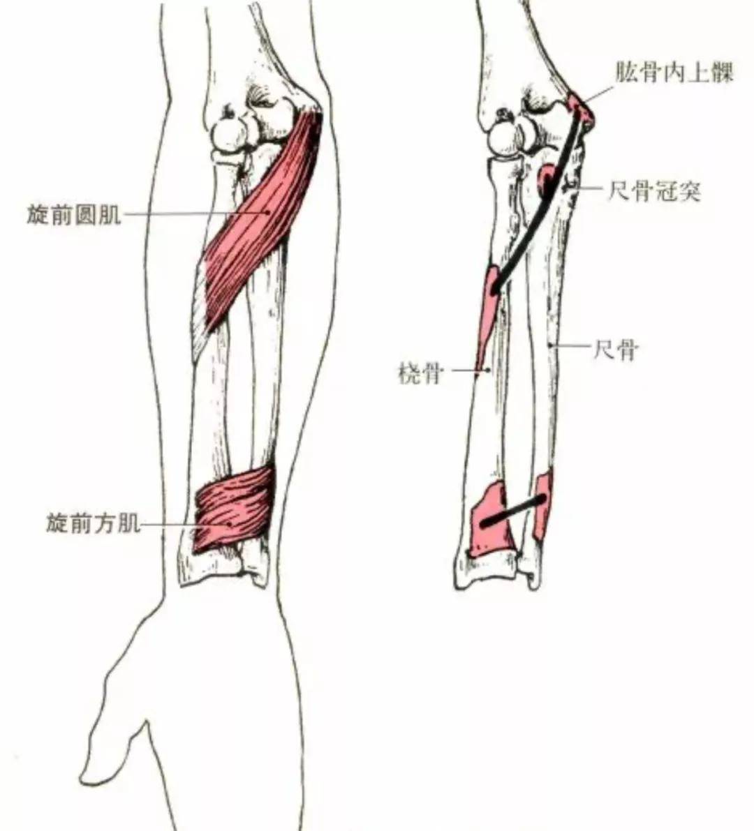 深度学习健身需要懂点解剖学上肢肌肉解剖及功能讲解