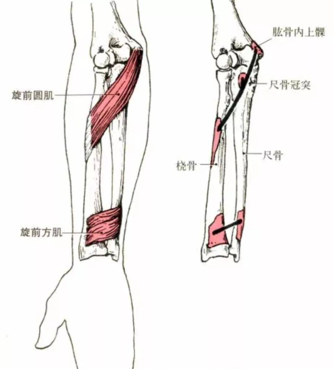 上肢解剖结构图图片