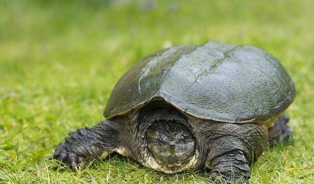 俗语:"上山甲鱼莫伸手,下山野鸡不能碰"啥意思?老祖宗经验!