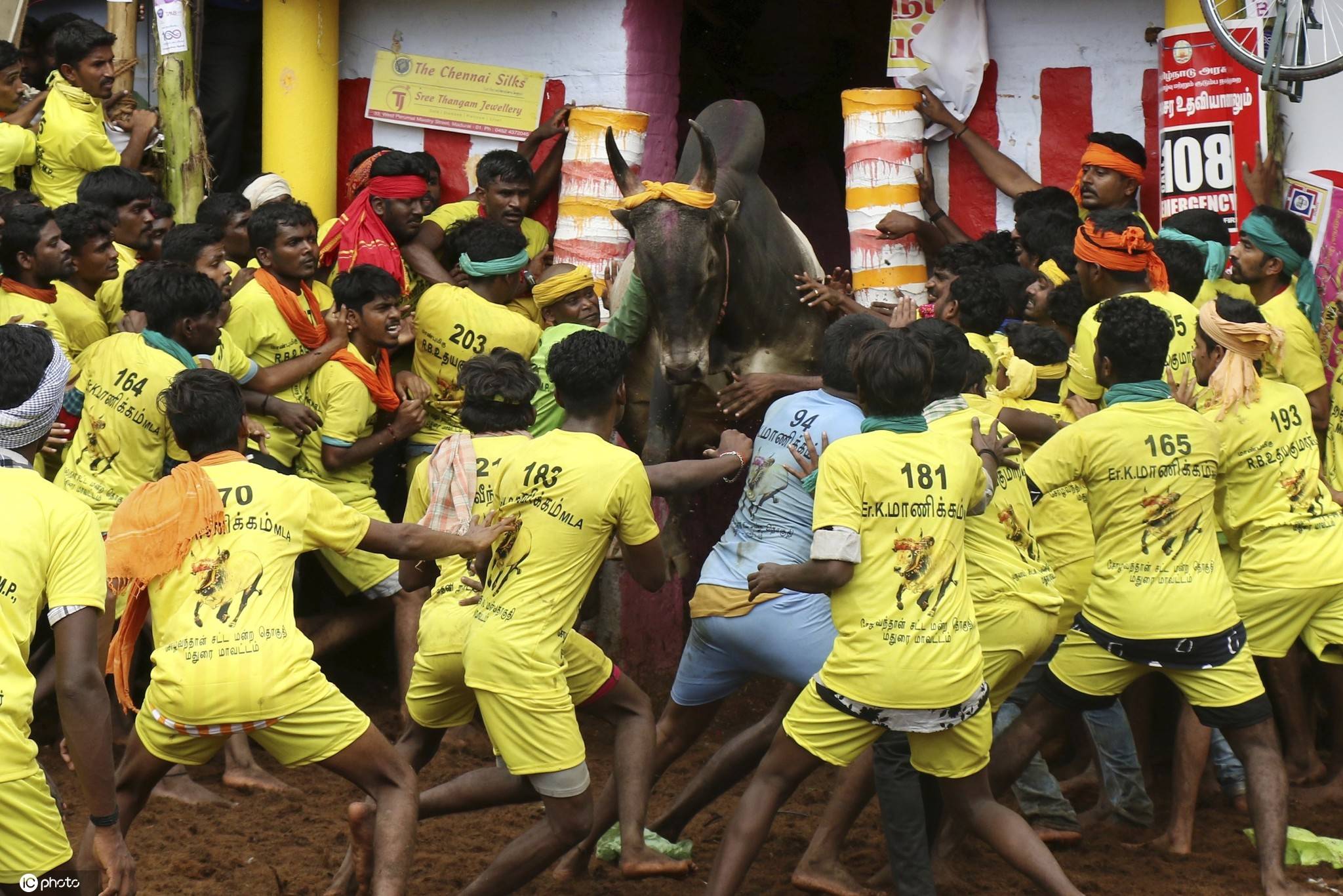 印度举行传统驯牛节人牛大战惊险不断