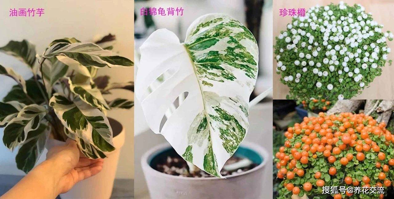 新手可 入坑 的便宜 好看且清新的网红植物 详细养护指南附上 竹芋