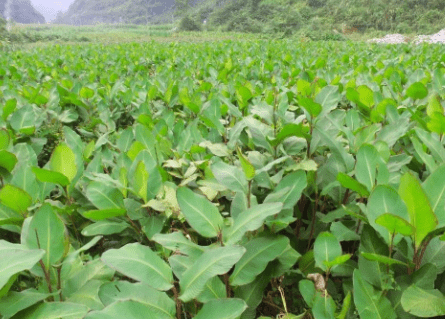 旱地一种藕,不但能观赏,经济价值也高,若见到请移栽,相信我_植物