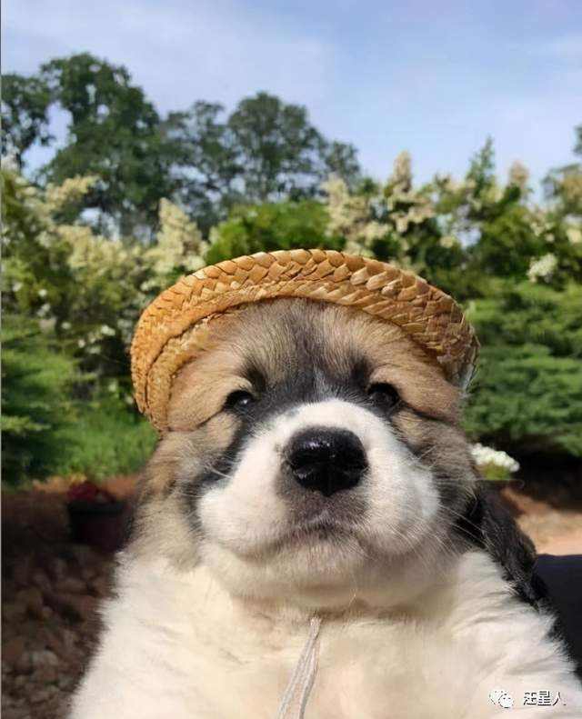狗子从小戴着一顶草帽,可随着它的长大后,帽子变得好迷你!