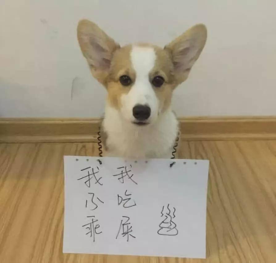 “我家狗老爱吃屎,我想扔掉它了......”