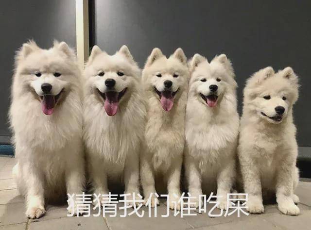 “我家狗老爱吃屎,我想扔掉它了......”