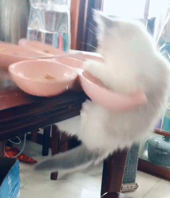 小貓偷吃跳上飯桌，不料飯碗倒扣回來，喵喵懷疑朕生！ 萌趣萌寵 第5张