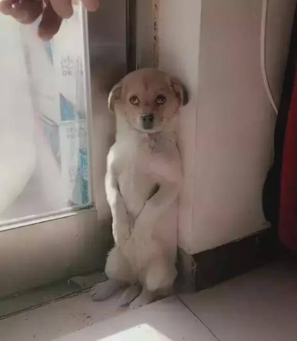“我家狗老爱吃屎,我想扔掉它了......”