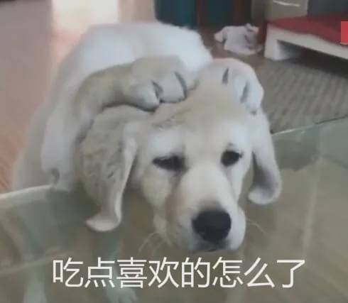 “我家狗老爱吃屎,我想扔掉它了......”