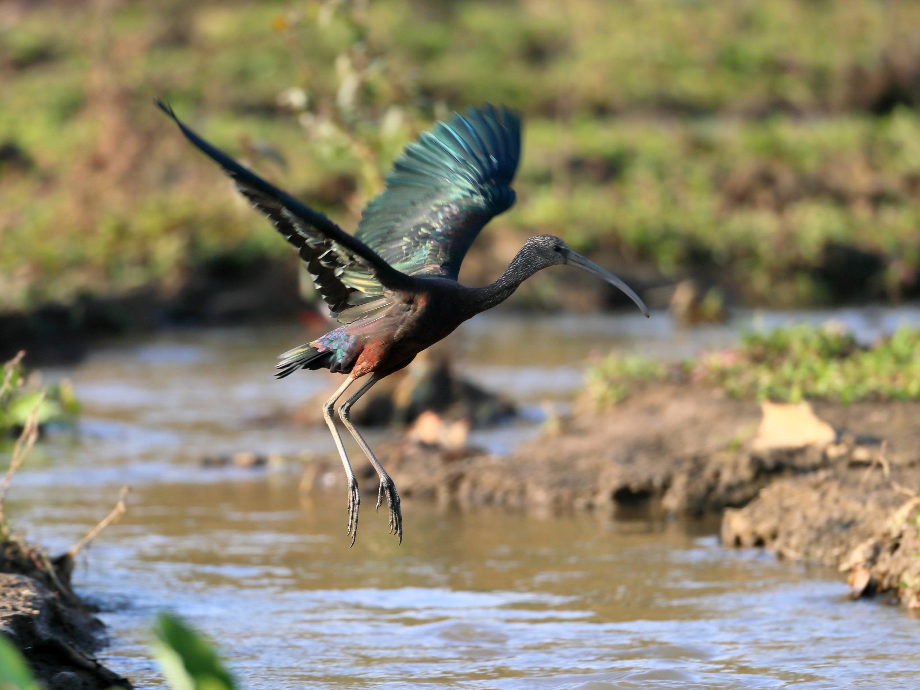 珍稀鸟类彩鹮再次现身云南盈江