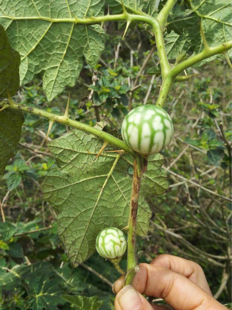 蛇不过这个名字有点俗,其实它的中文学名叫刺天茄,名副其实带刺