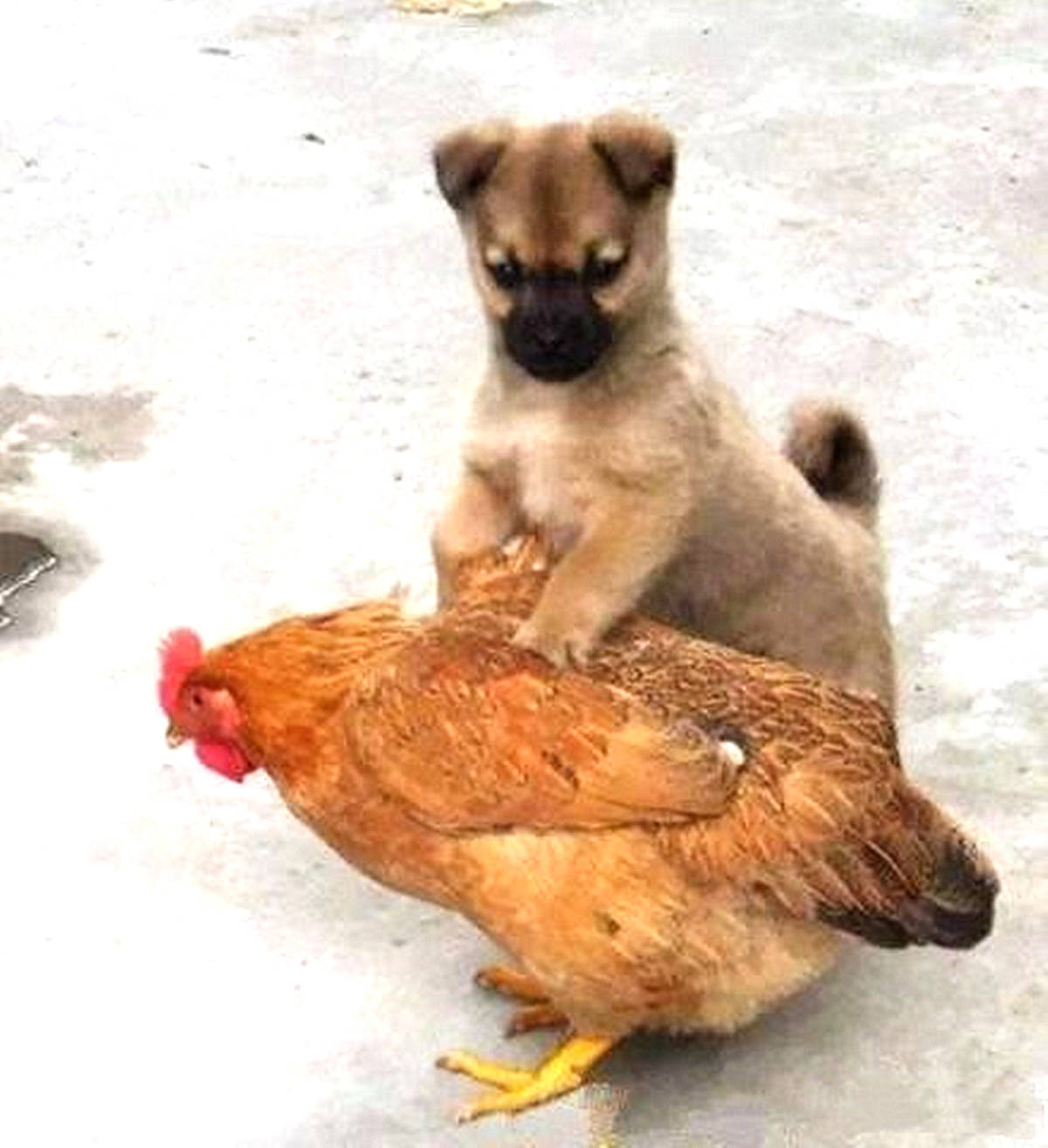 狗吃一只鸡 库存照片. 图片 包括有 忠诚, 祈祷, 金黄, 嘴嚼, 宠物, 哺乳动物, 原始, 贝多芬 - 54220488